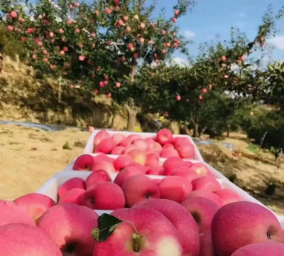 红富士苹果 红富士苹果