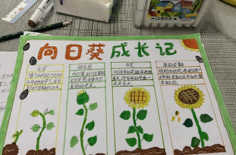 太阳花的生长过程 太阳花的生长过程