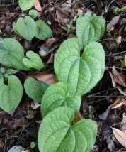 黄药子种子怎么种植 黄药子种子怎么种植
