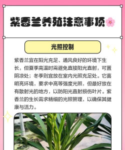 紫香兰养殖方法和注意事项 紫香兰养殖方法和注意事项