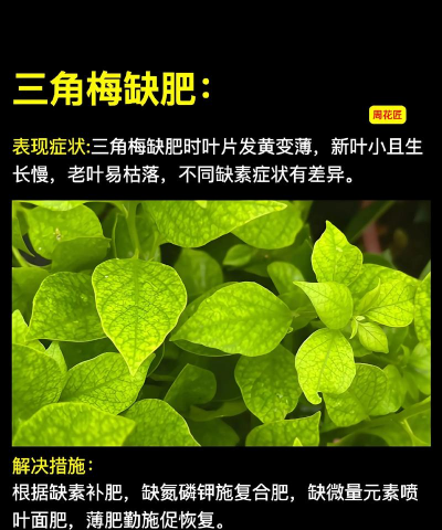 三角梅叶子为什么一碰就掉 三角梅叶子为什么一碰就掉