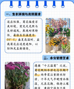 冬季菊花养殖方法和注意事项 冬季菊花养殖方法和注意事项