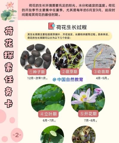 荷花的别名是什么 一般什么时候开放 荷花的别名是什么 一般什么时候开放