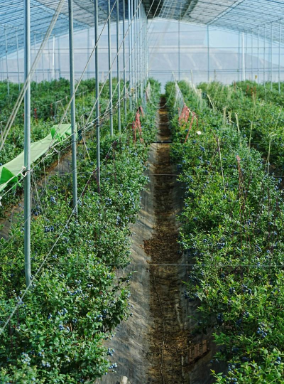 蓝莓种植技术 蓝莓种植技术