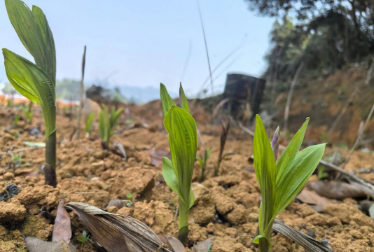 白芨种植技术 白芨种植技术