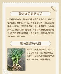 葱花怎么种植教程 葱花怎么种植教程