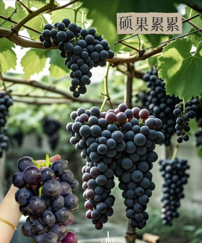 葡萄苗秋季几月份种植 葡萄苗秋季几月份种植