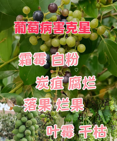 葡萄病虫害防治技术 葡萄病虫害防治技术