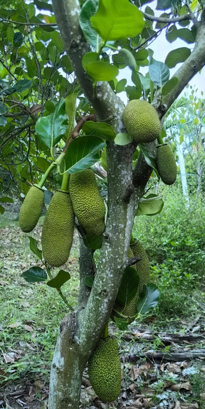 菠萝蜜树在北方能种吗 菠萝蜜树在北方能种吗