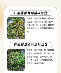 石橄榄种植用什么土 石橄榄种植用什么土