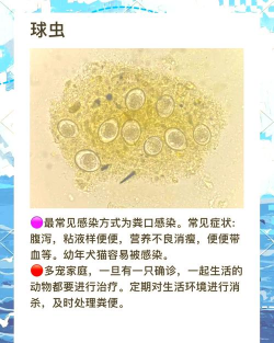 狗的血液寄生虫 狗的血液寄生虫