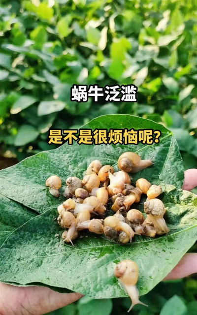 菜地蜗牛太多怎么解决 菜地蜗牛太多怎么解决