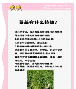 莓茶是什么茶 莓茶是什么茶