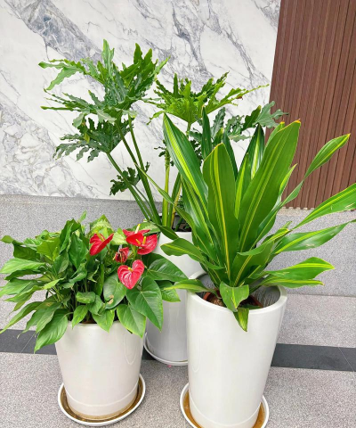 办公场所适合放什么花 办公场所适合放什么花