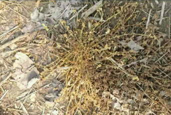 草铵膦伤玉米根部吗 草铵膦伤玉米根部吗