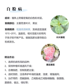 草莓的病虫害防治 草莓的病虫害防治