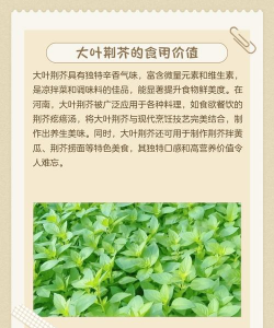 荆芥的种植时间和方法 荆芥的种植时间和方法