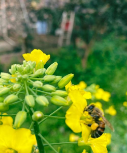 花粉怎样喂蜜蜂 花粉怎样喂蜜蜂