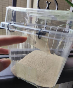 芦丁鸡用沙子养好不 芦丁鸡用沙子养好不