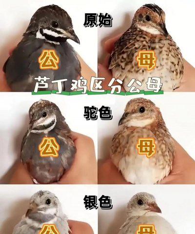 芦丁鸡怎么分公母 芦丁鸡怎么分公母