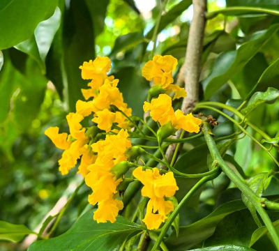 印度花朵有哪些花 印度花朵有哪些花