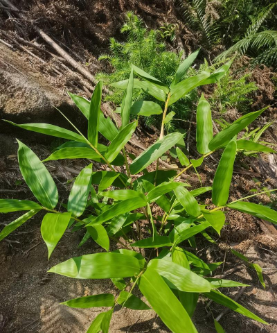 甜笋怎么种植 甜笋怎么种植