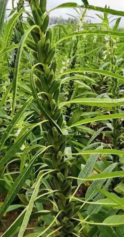 芝麻一窝留几根苗 芝麻一窝留几根苗