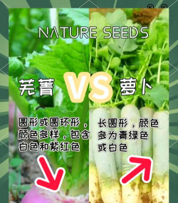 芜菁和萝卜的区别 芜菁和萝卜的区别