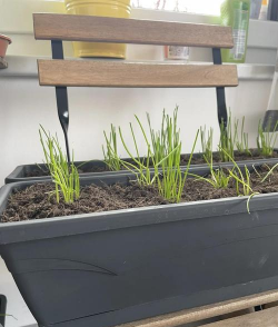 自家种的韭菜怎样过冬 自家种的韭菜怎样过冬