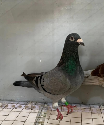 脏灰信鸽的特点 脏灰信鸽的特点