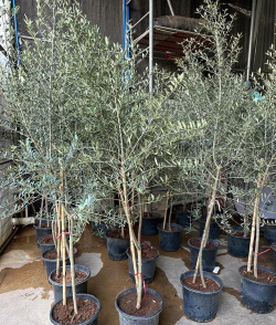 油橄榄怎么种植 油橄榄怎么种植