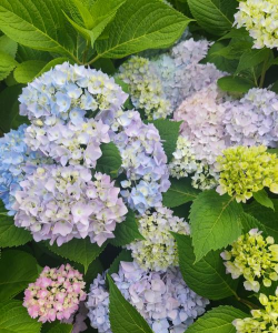 渐变花有哪些种类 渐变花有哪些种类