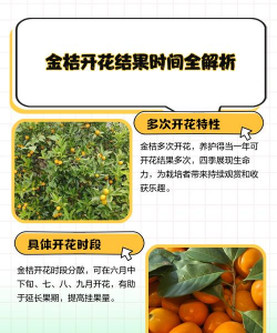 金桔花期在什么时候 金桔花期在什么时候