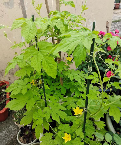 苦瓜种植怎么搭架 苦瓜种植怎么搭架