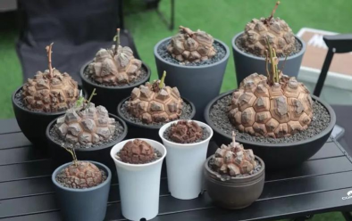 有哪些植物没有花 有哪些植物没有花