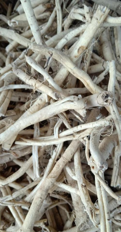 白鲜皮一亩地能产多少斤 白鲜皮一亩地能产多少斤