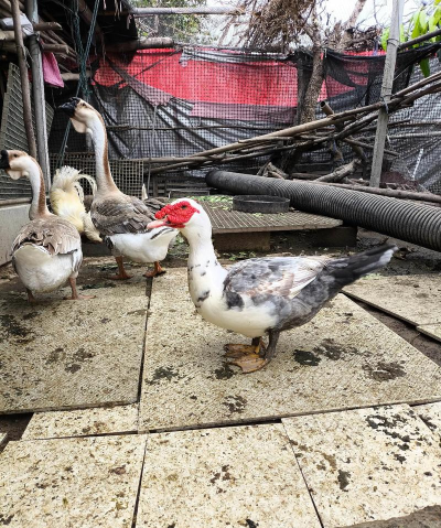 番鸭的养殖方法和管理 番鸭的养殖方法和管理