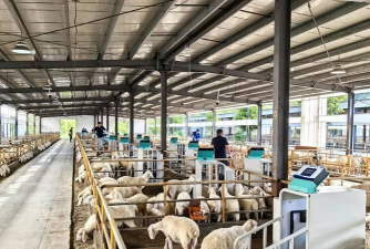 畜牧生产技术是什么 畜牧生产技术是什么