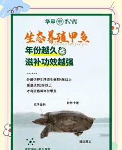 甲鱼好养活吗 甲鱼好养活吗