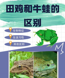 田鸡和牛蛙的区别 田鸡和牛蛙的区别