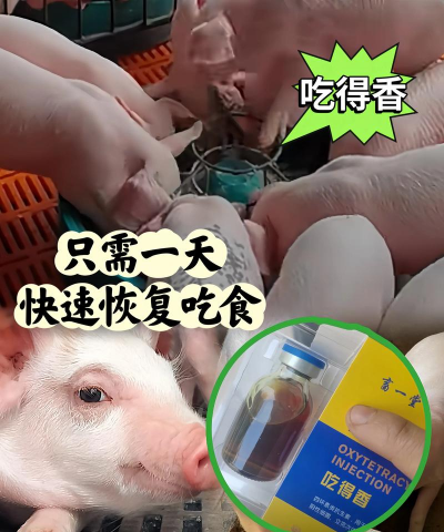 猪无缘无故不吃食怎么回事 猪无缘无故不吃食怎么回事