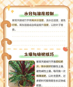紫背竹芋有什么好处 紫背竹芋有什么好处