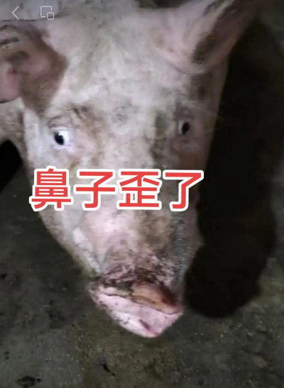 猪为什么会流鼻血 猪为什么会流鼻血