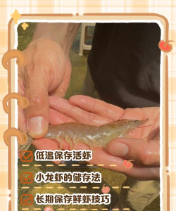 淡水虾怎么养殖 淡水虾怎么养殖