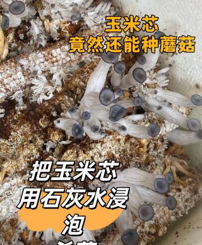 怎么自己种植香菇 怎么自己种植香菇