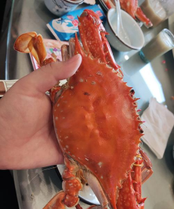 梭子蟹长什么样子 梭子蟹长什么样子