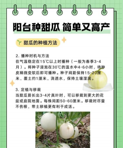 种植香瓜怎么种 种植香瓜怎么种