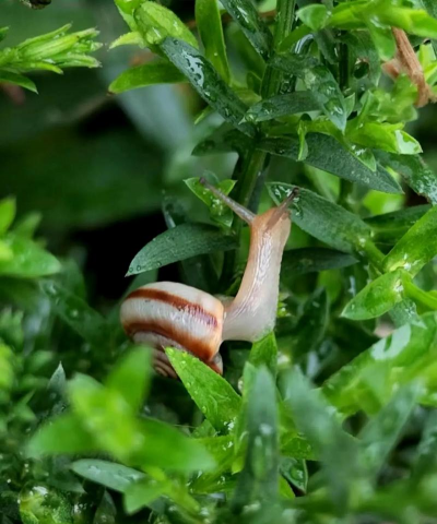 无壳蜗牛怎么消灭根除 无壳蜗牛怎么消灭根除