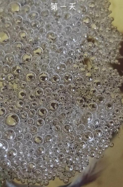 斗鱼苗孵化后几天饿死 斗鱼苗孵化后几天饿死