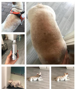 影响狗皮肤的全身疾病 影响狗皮肤的全身疾病